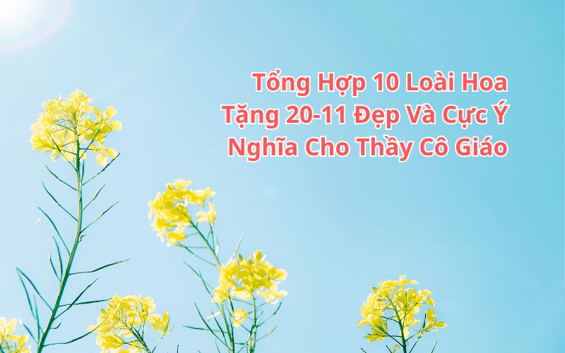 hoa tặng 20 11