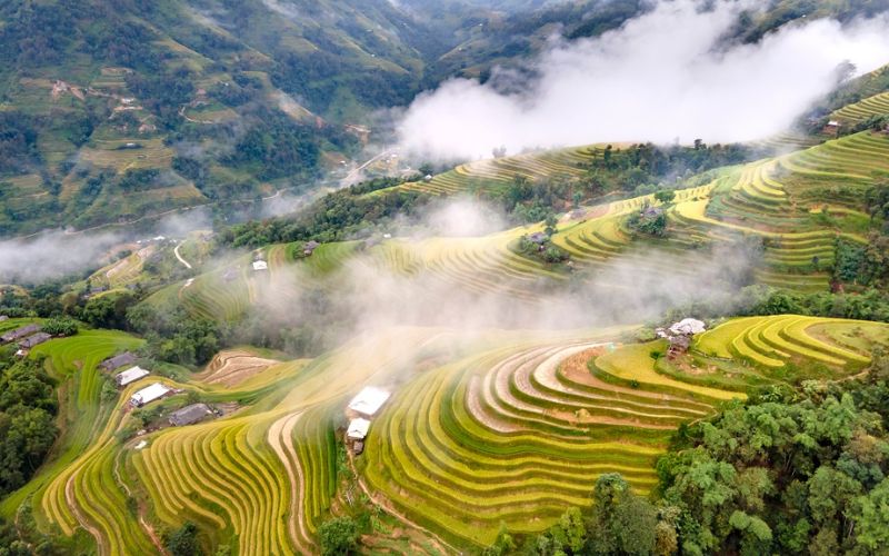 ruộng bậc thang hoàng su phi