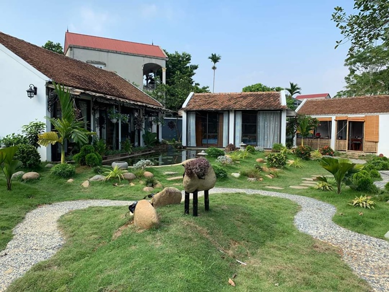 cách chăm sóc cỏ nhung nhật