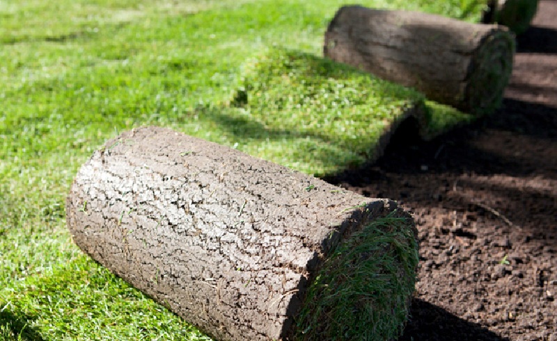 chuẩn bị đất trồng