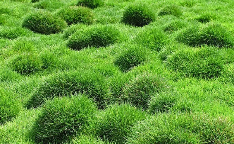 đặc điểm cỏ nhung nhật