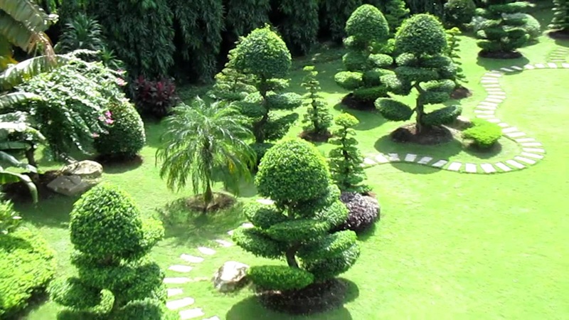 lợi ích của trồng cỏ nhung nhật