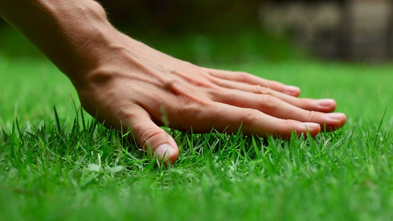 phương pháp trồng cỏ nhung nhật