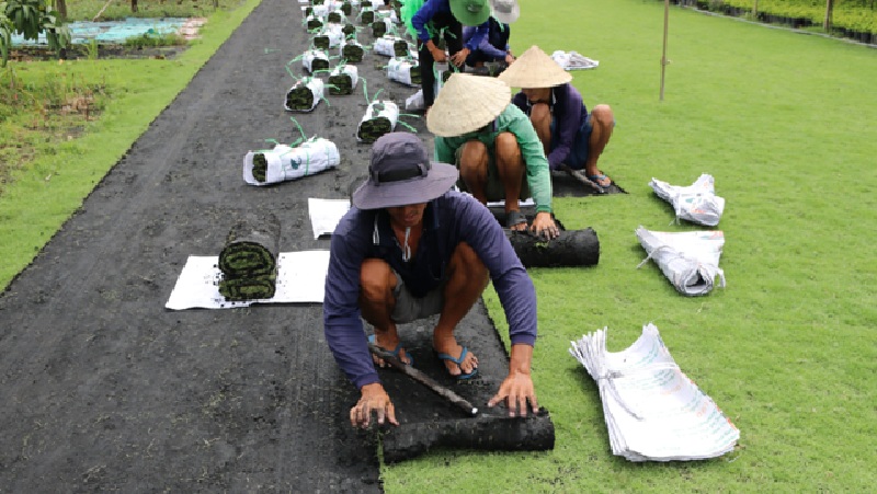 tiến hành trồng cỏ nhung nhật